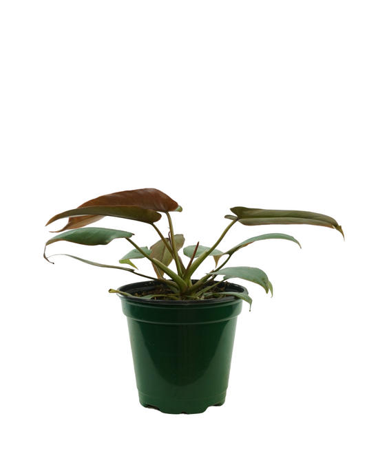 Philodendron atabapoense