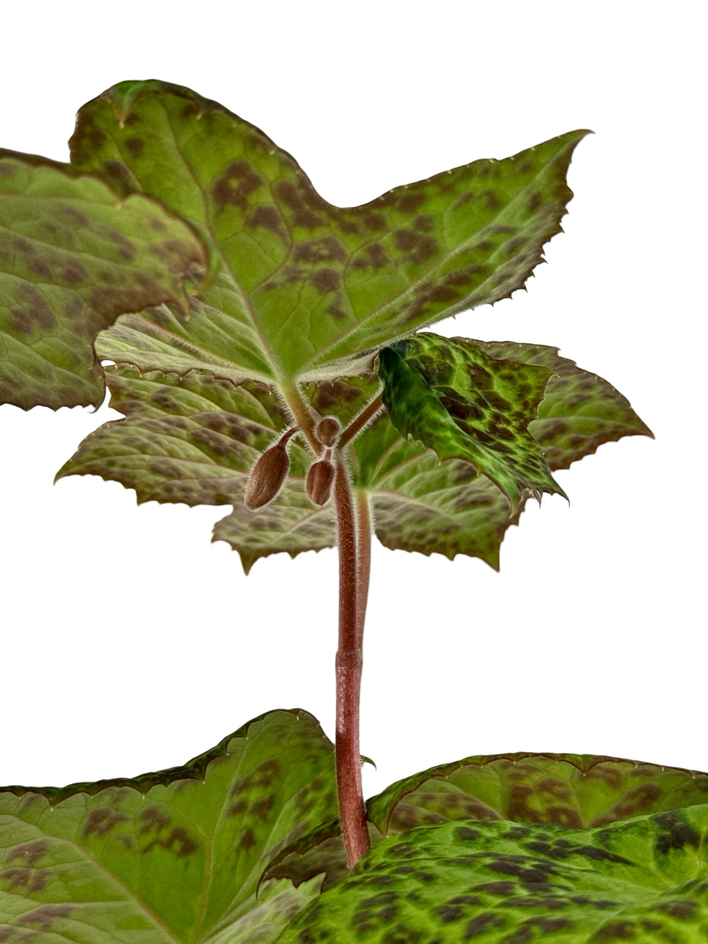 Podophyllum peltatum 'Spotty Dotty' - Perennials