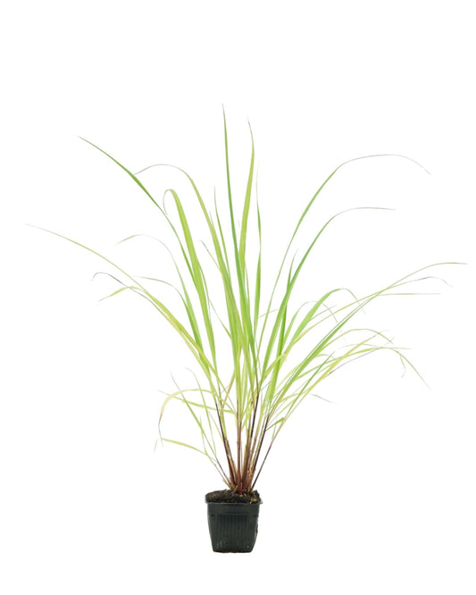Cymbopogon citratus (Lemongrass) - The Garden Corner