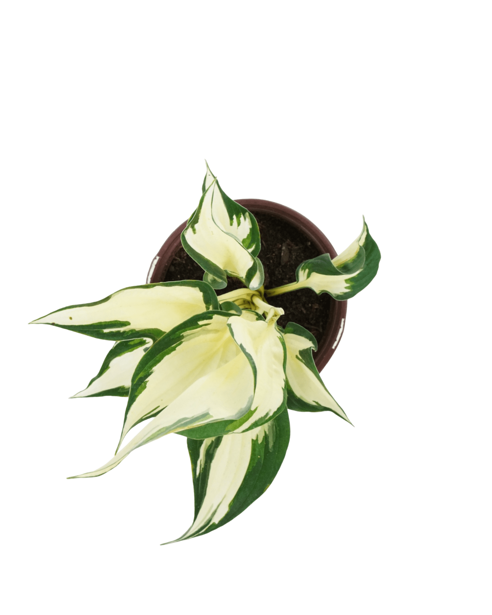 Hosta 'Loyalist' - The Garden Corner