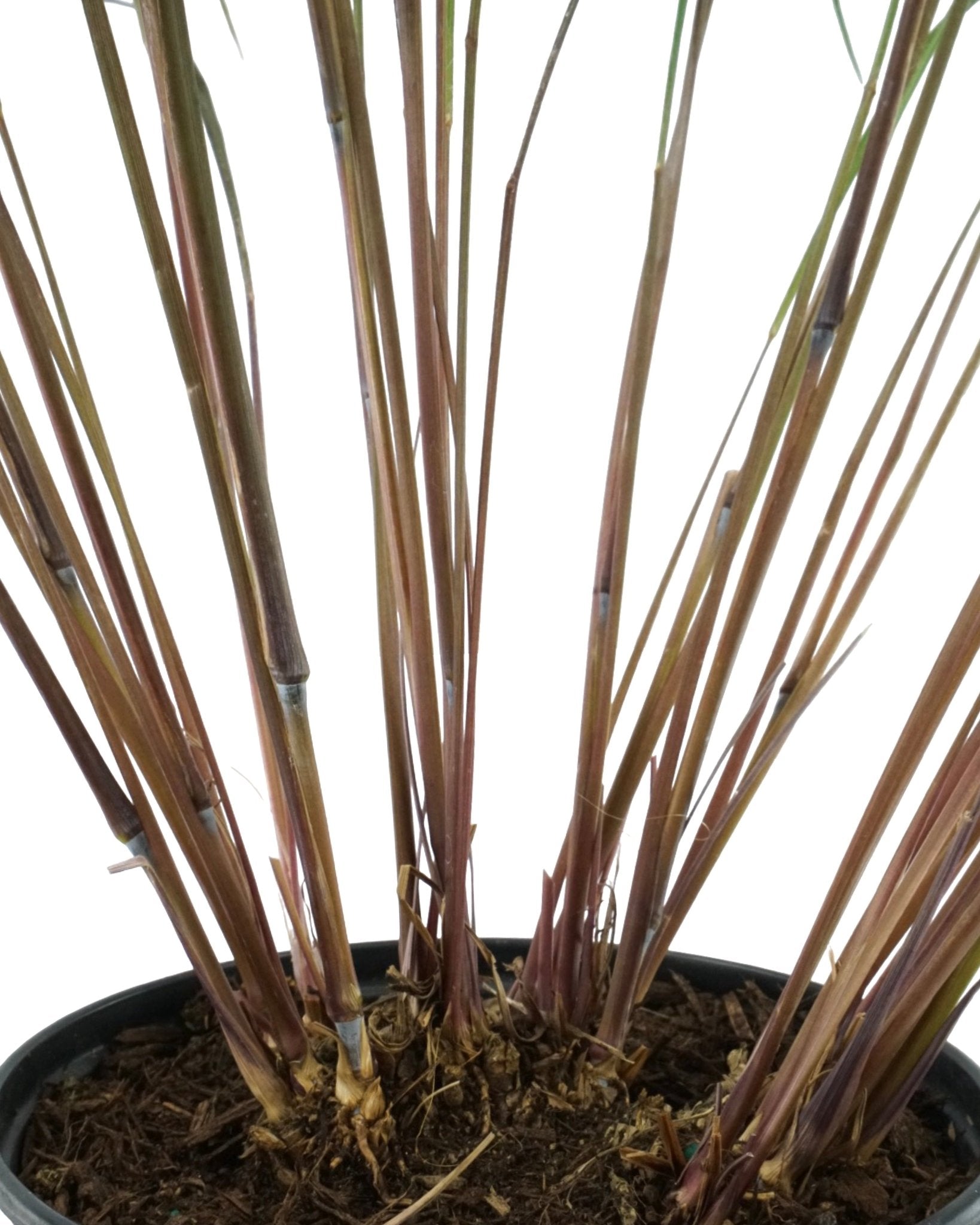 Andropogon gerardii 'Blackhawks' - The Garden Corner