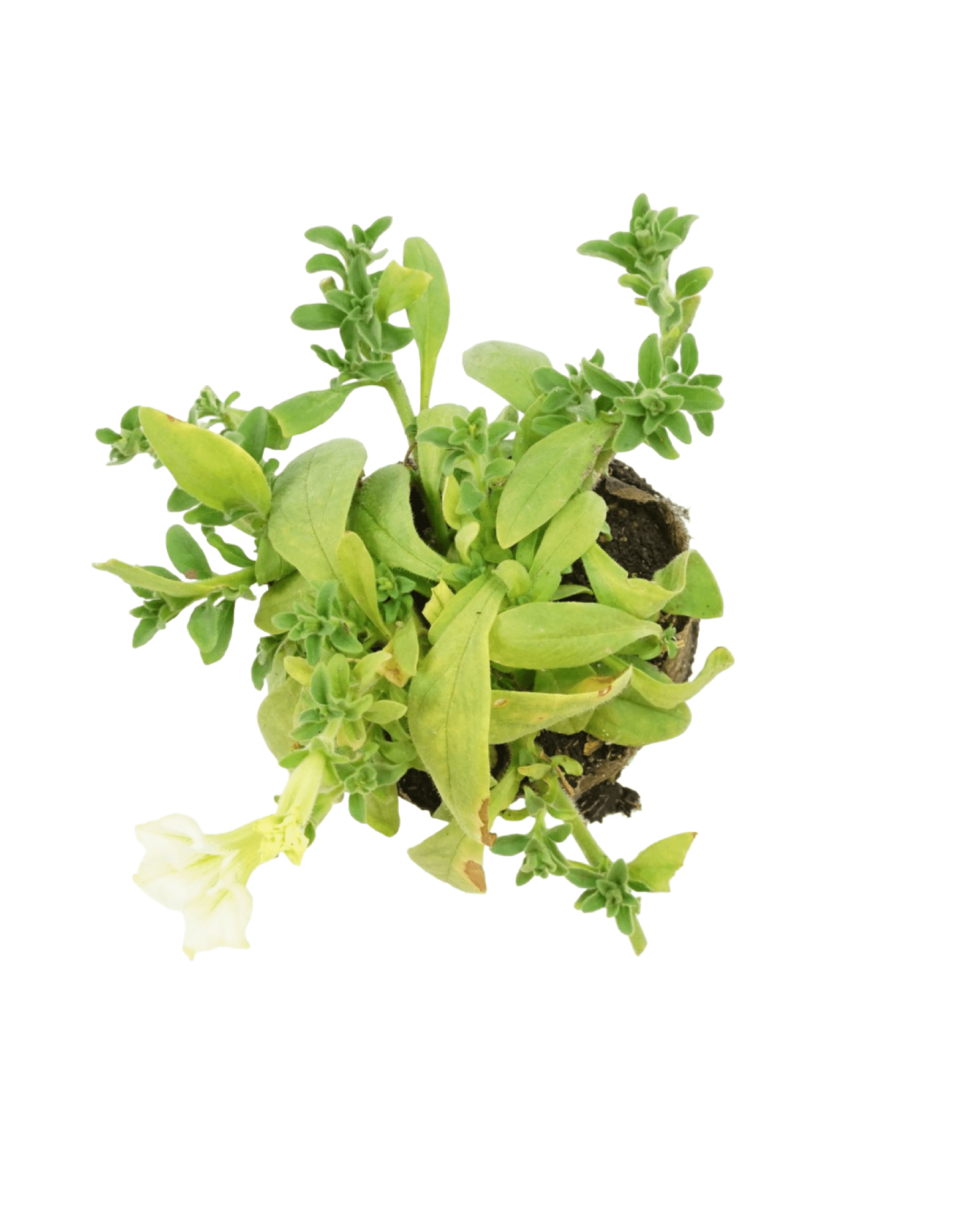 Petunia 'Surfinia Lime' - The Garden Corner