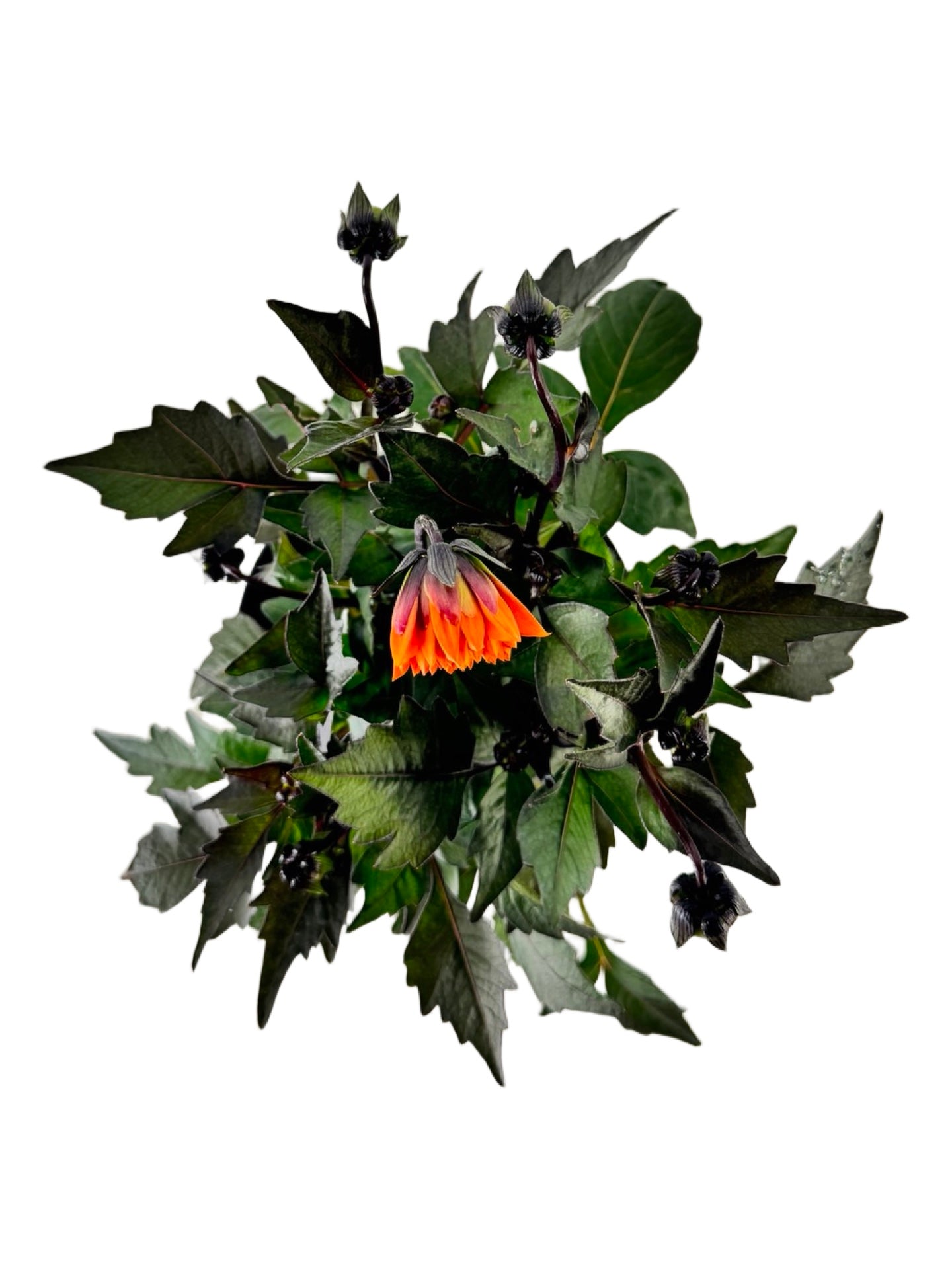 Dahlia 'City Lights™' 'Apricot Glow' - Annuals