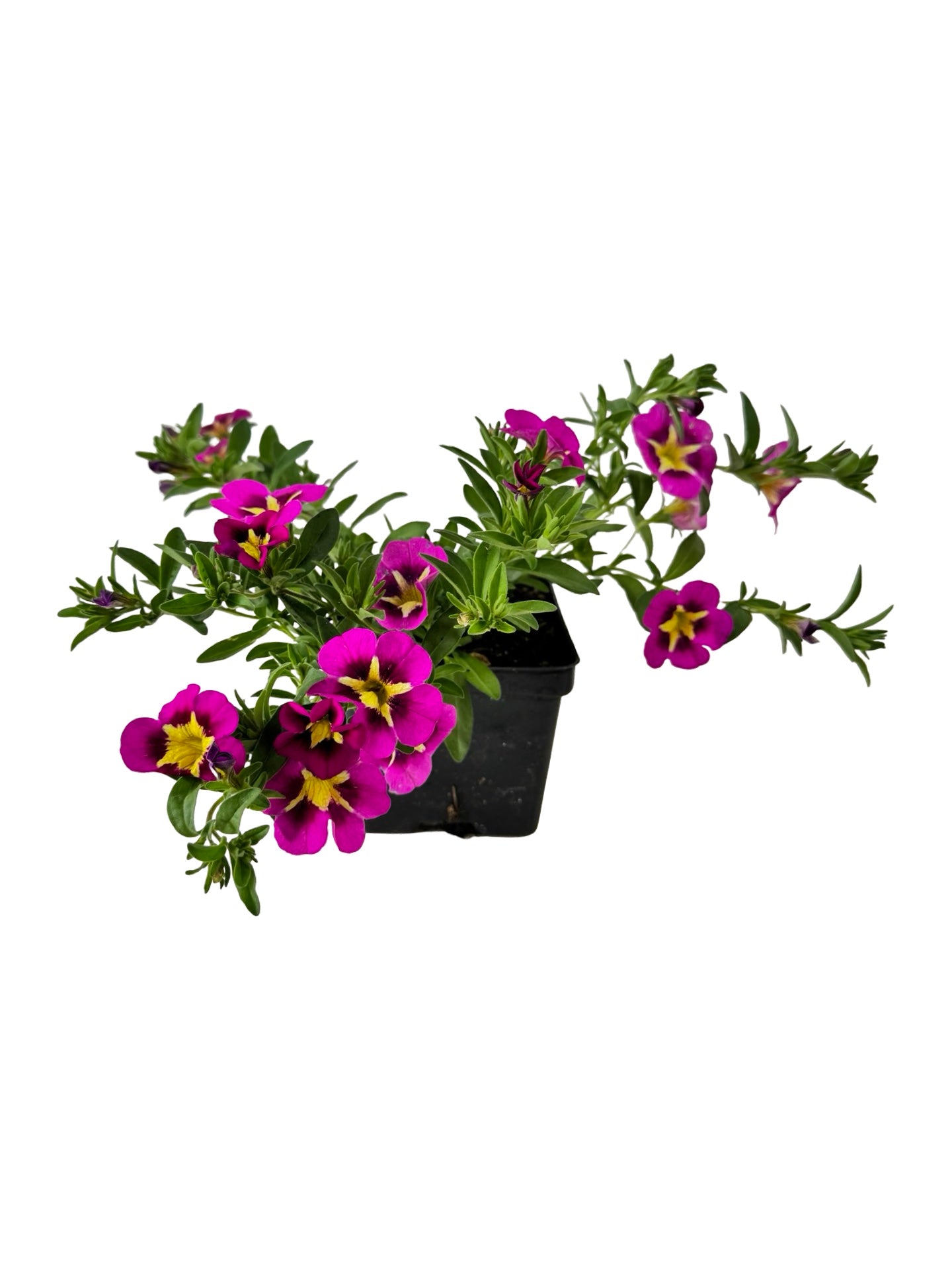 Calibrachoa Can Can 'Bumble Bee Hot Pink' - Annuals