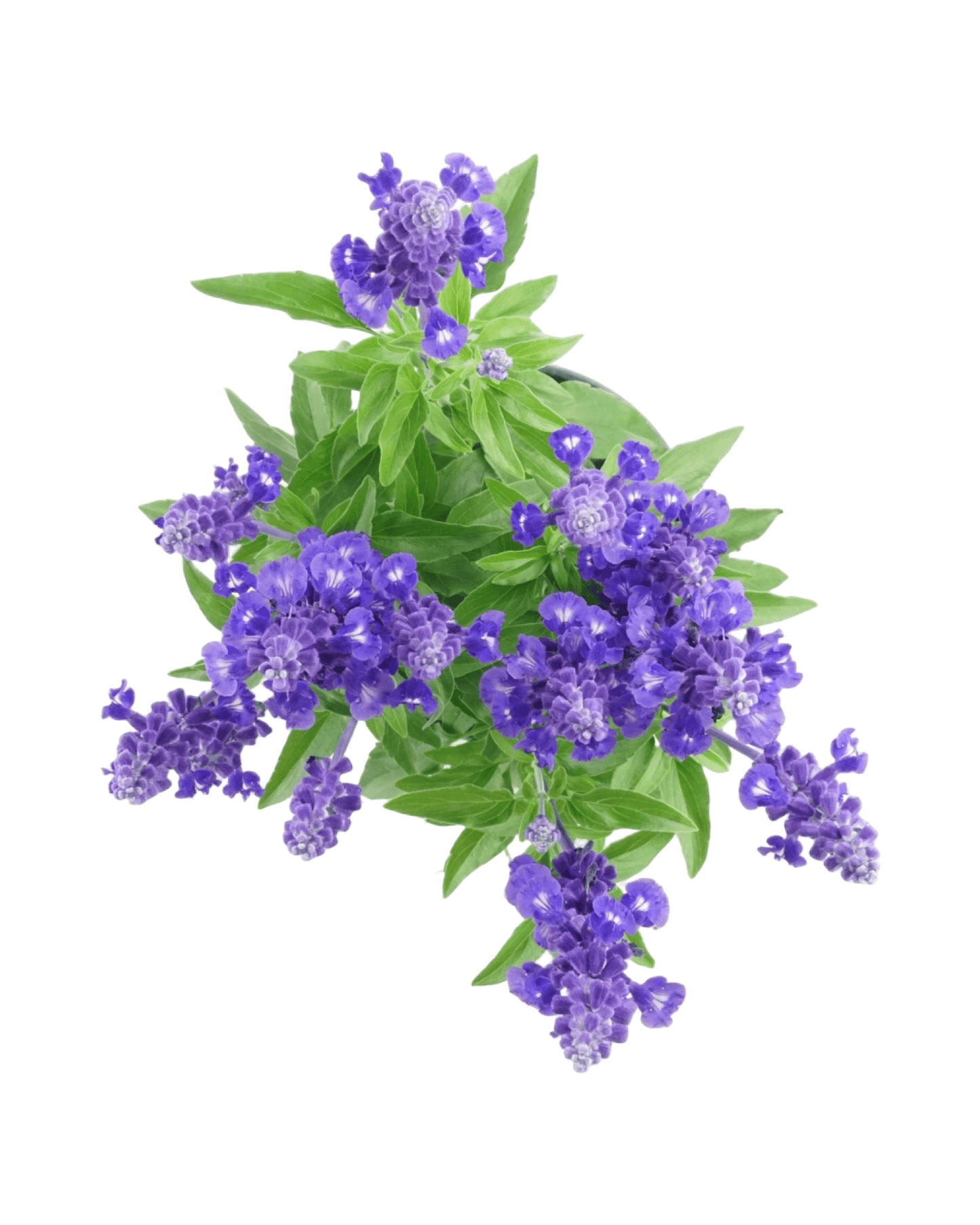 Salvia Sally fun™ 'Deep Ocean' - The Garden Corner
