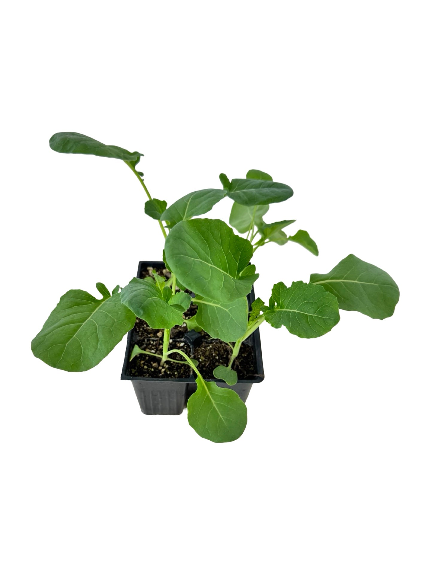 Broccoli 'Belstar' Organic - Herbs and Vegetables