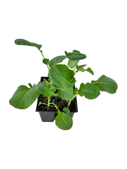 Broccoli 'Belstar' Organic - Herbs and Vegetables