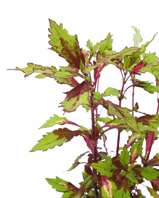 Coleus 'Special Effects' - The Garden Corner