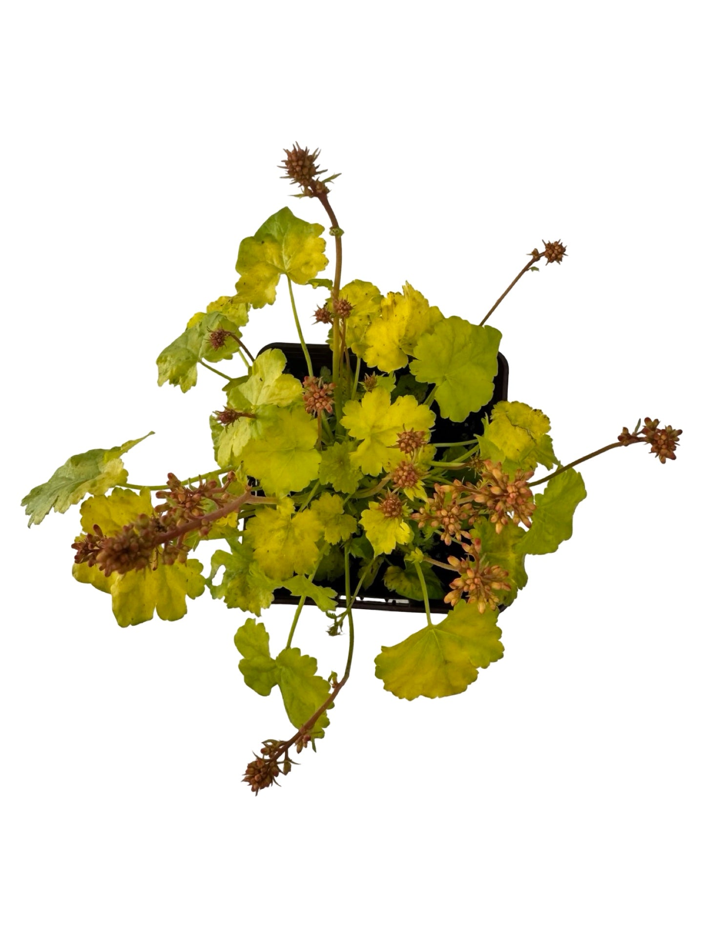 Heuchera Little Cuties™ 'Sweet Tart' - Perennials