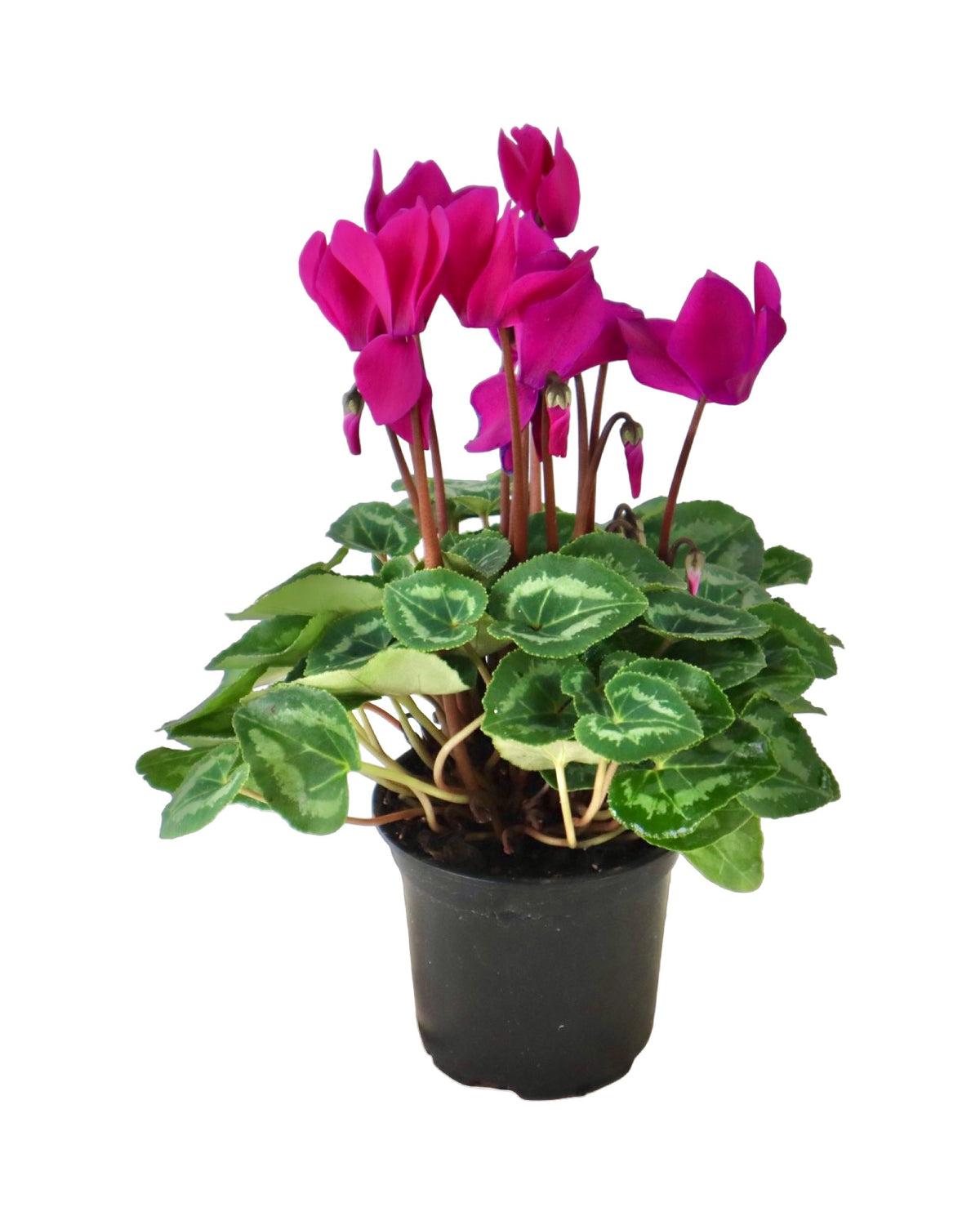 Cyclamen 'SuperSerie Allure Dark Violet' - House Plants