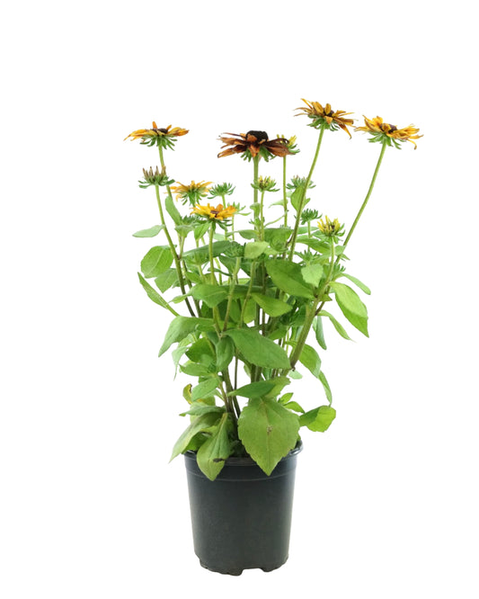 Rudbeckia hirta 'Graffiti Scarlet'