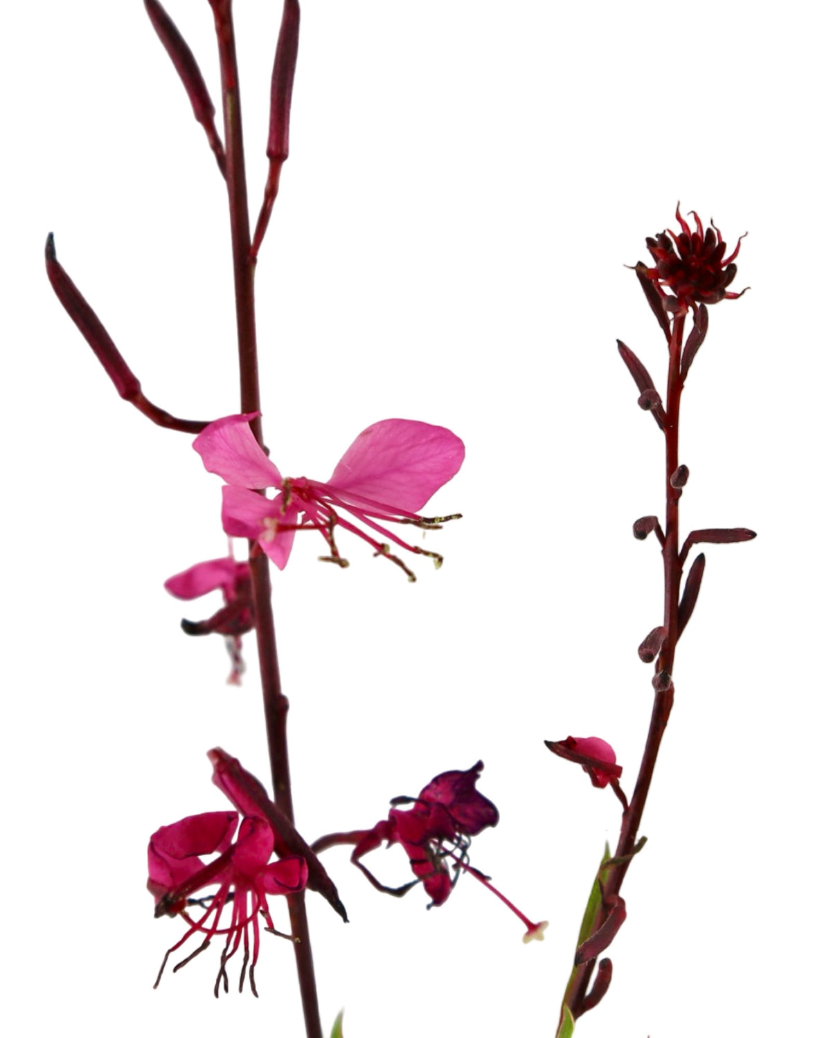 Gaura lindheimeri Bantam® 'Pink' - Perennials