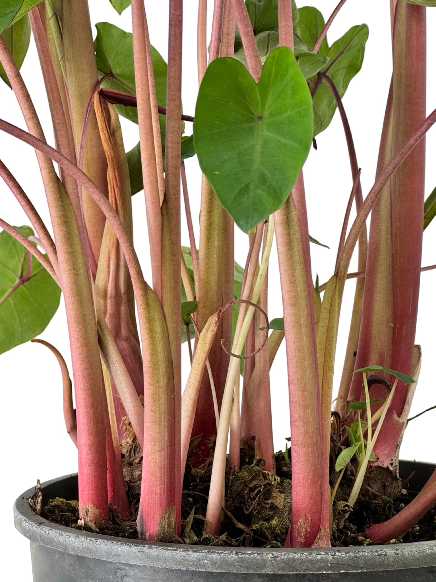 Colocasia Royal Hawaiian® 'Hawaiian Punch' - Perennials