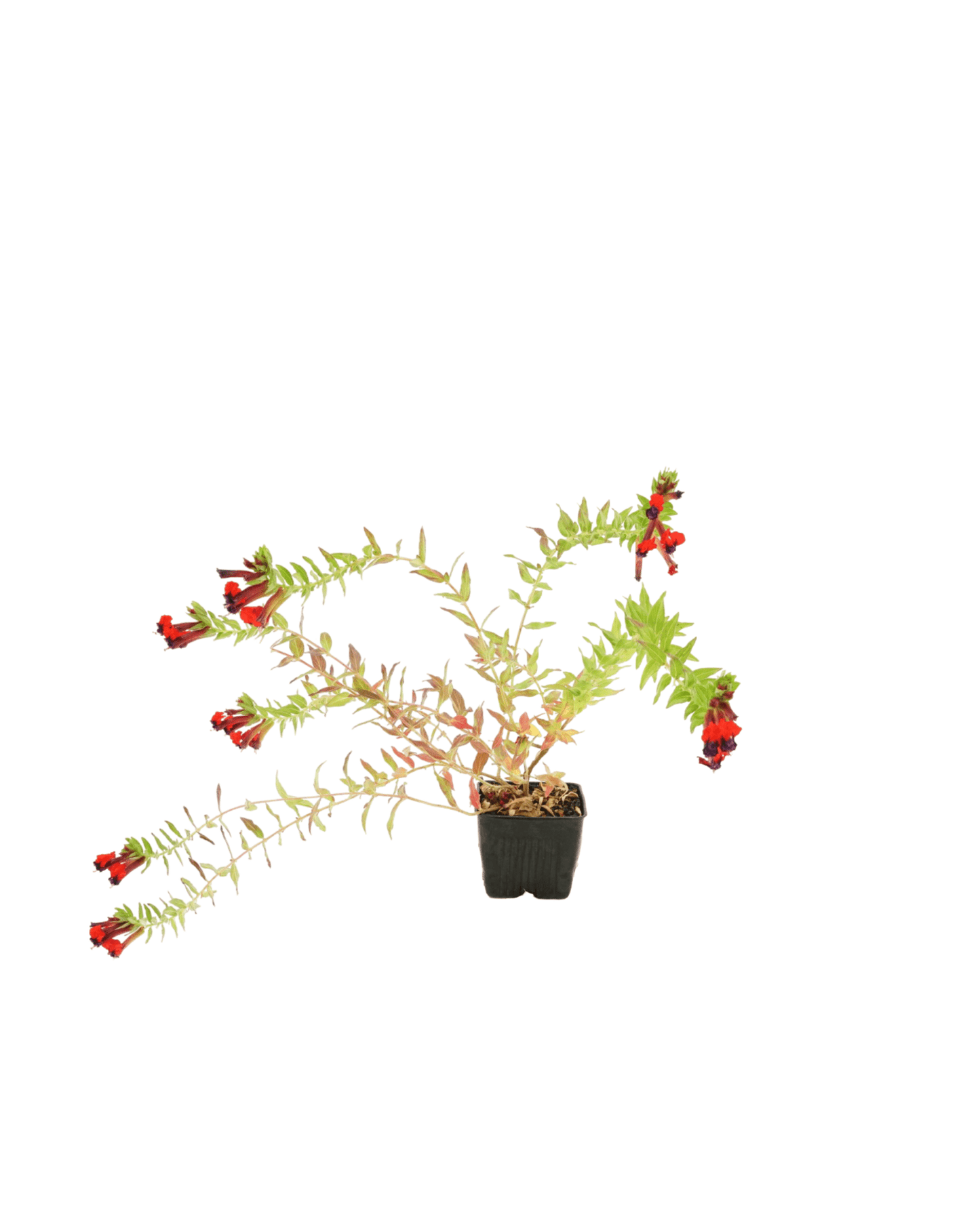 Cuphea 'Firecracker' - The Garden Corner