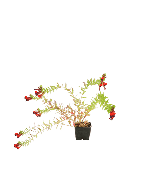Cuphea 'Firecracker' - The Garden Corner