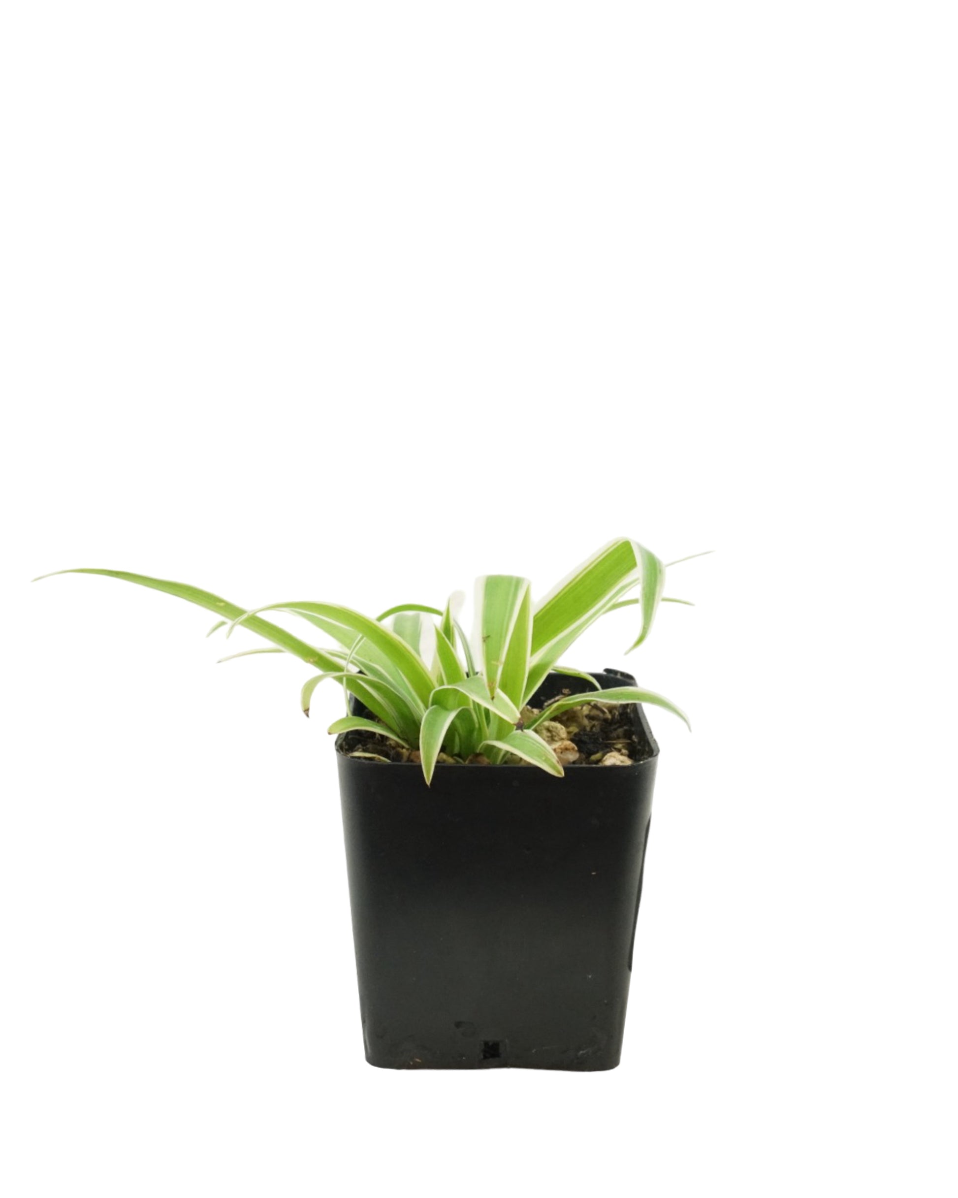 Chlorophytum Assorted - House Plants