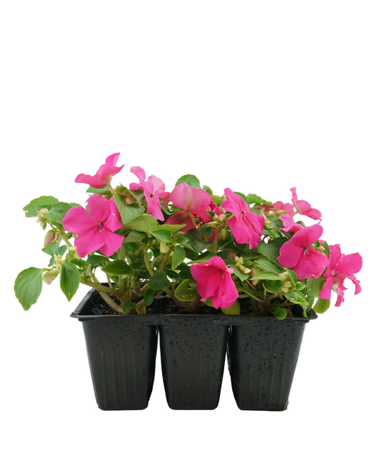 Impatiens 'Beacon Rose'