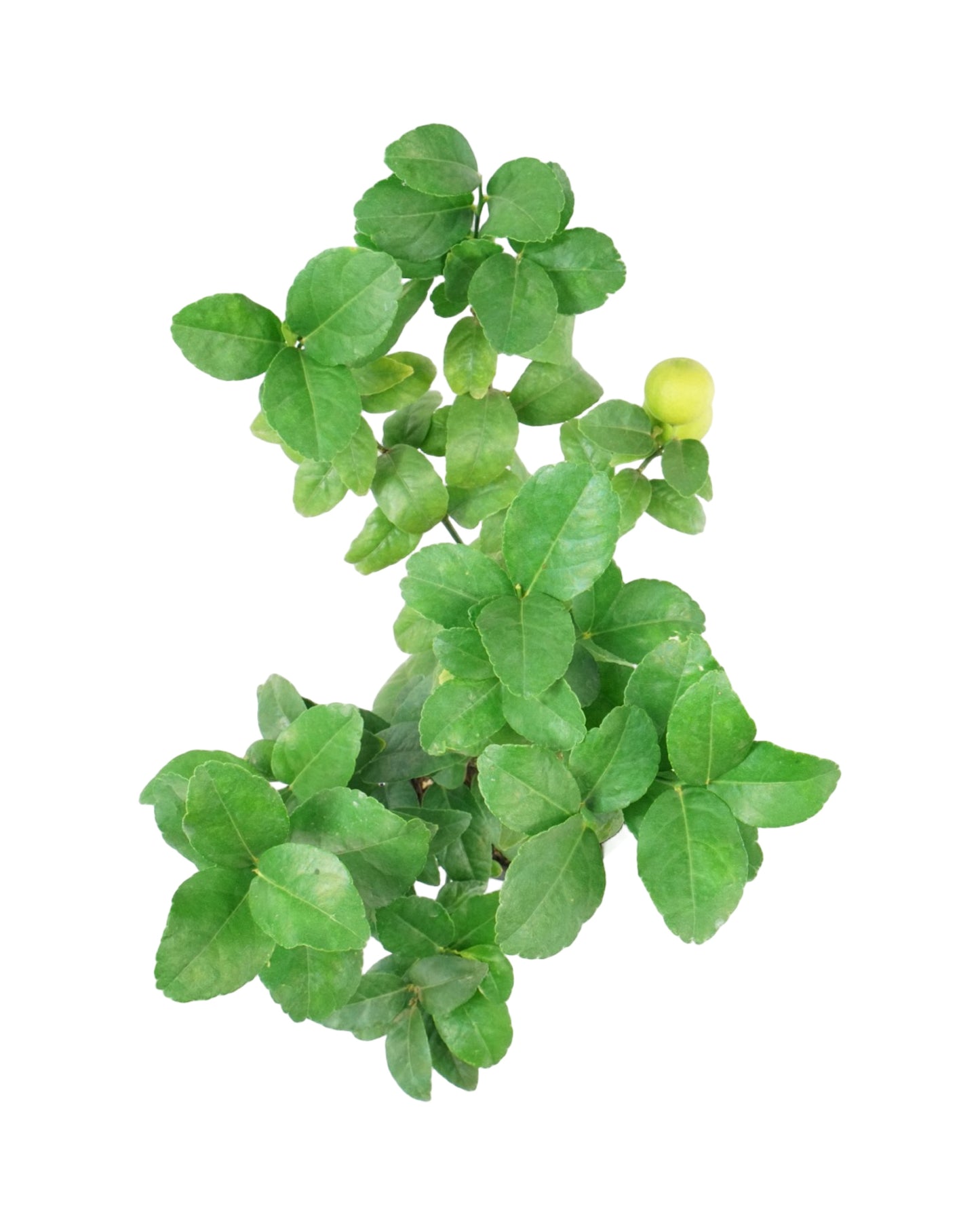 Citrus aurantifolia 'Bearss Lime'