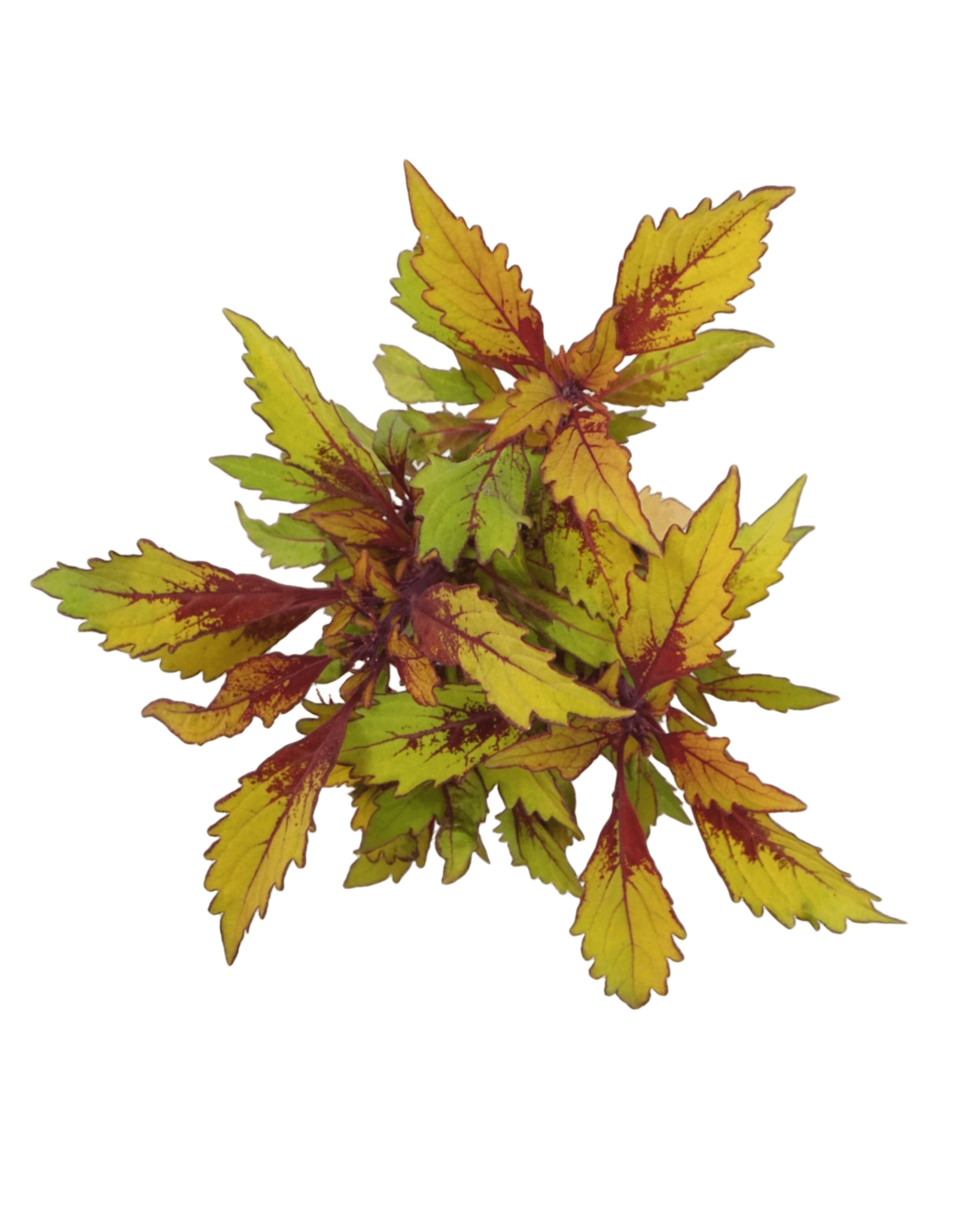 Coleus 'Flame Thrower Spiced Curry' - The Garden Corner