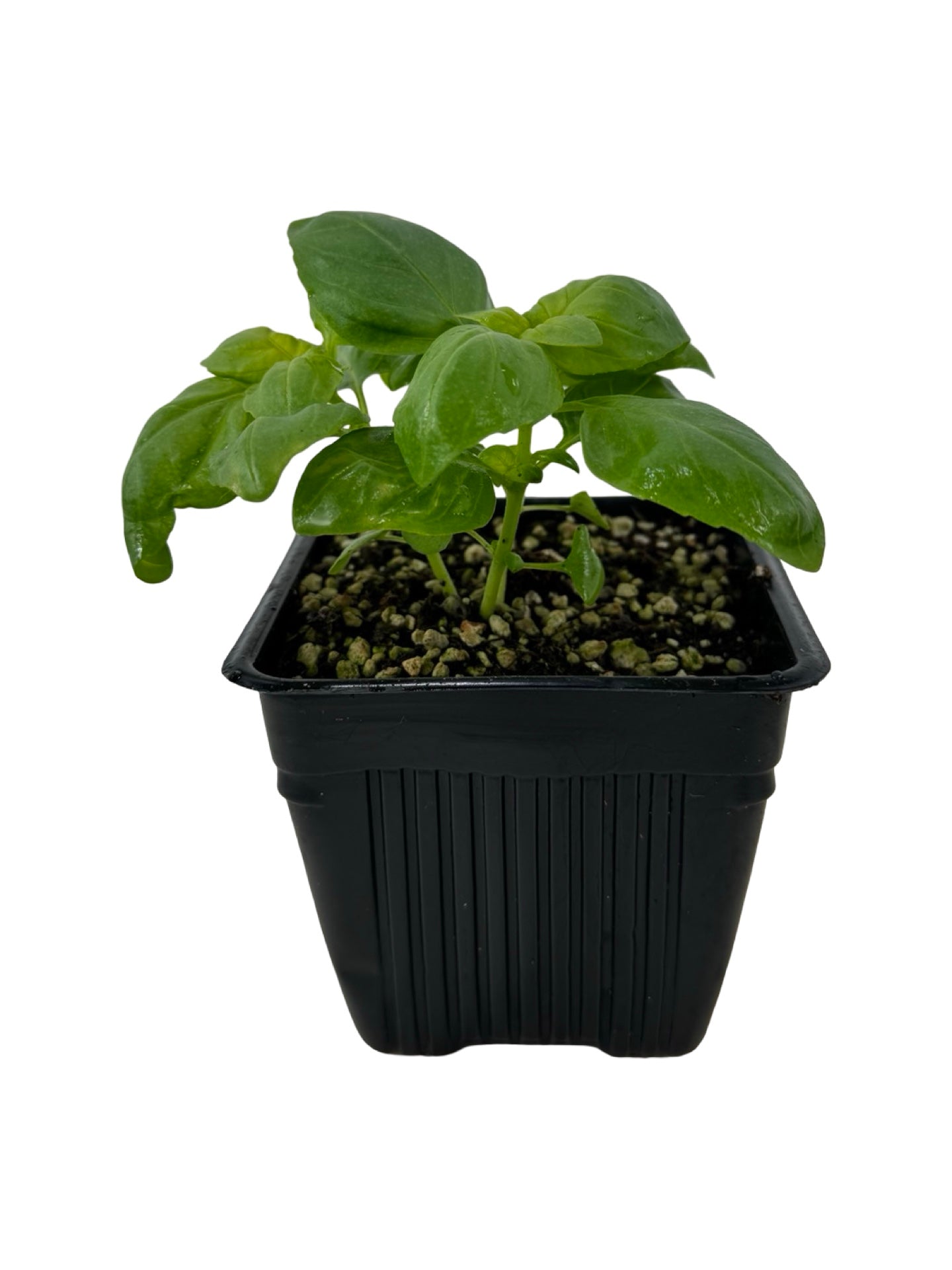 Basil Everleaf Genovese - Herbs and Vegetables