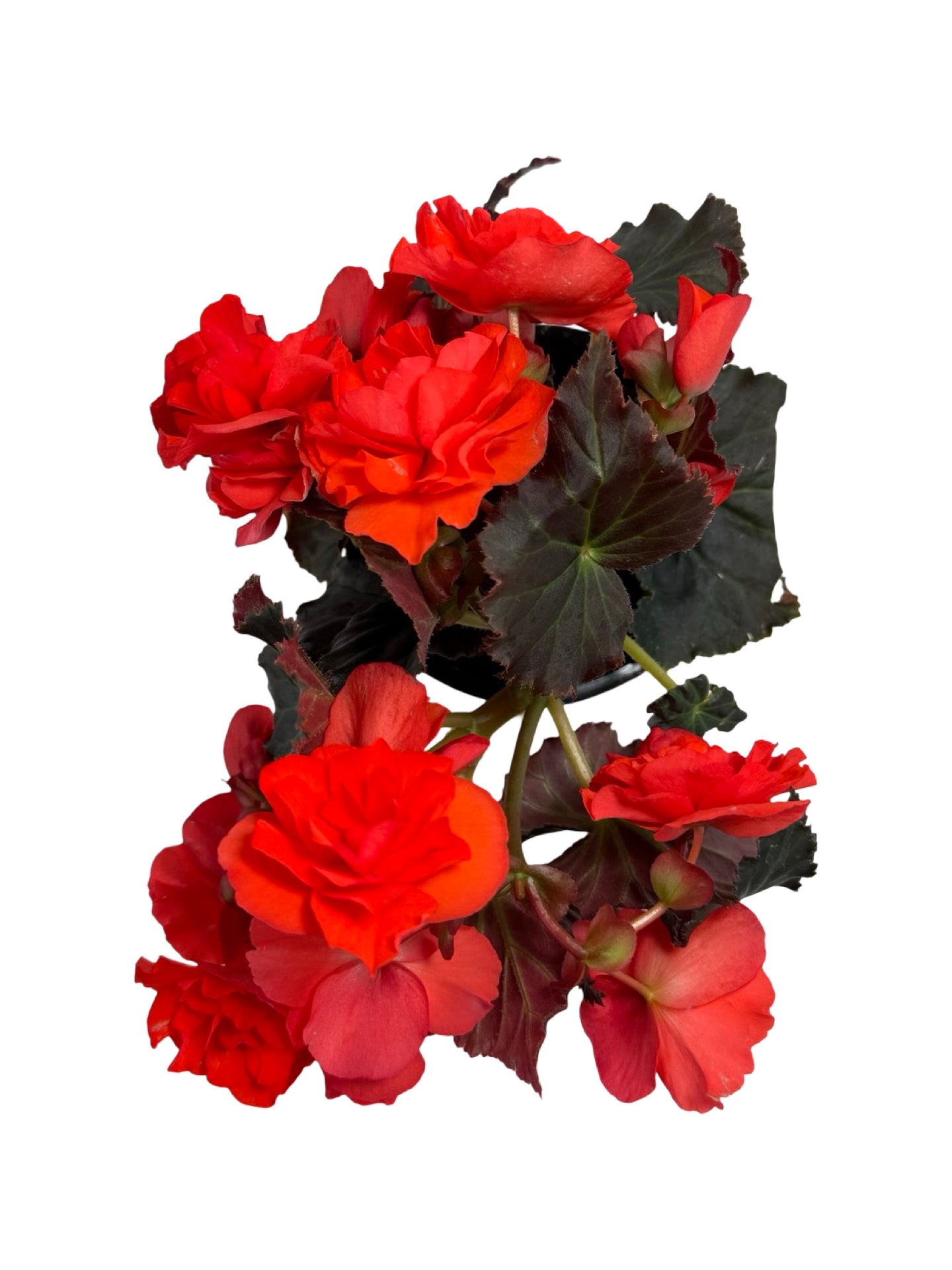Solar Begonia Orange - Annuals