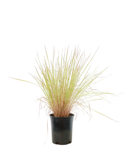 Schizachyrium scoparium 'Standing Ovation'
