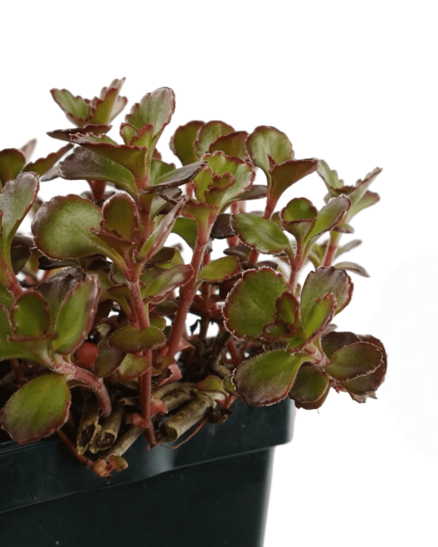 dragon's blood succulent care Sedum spurium 'Dragon's Blood' – The Garden Corner