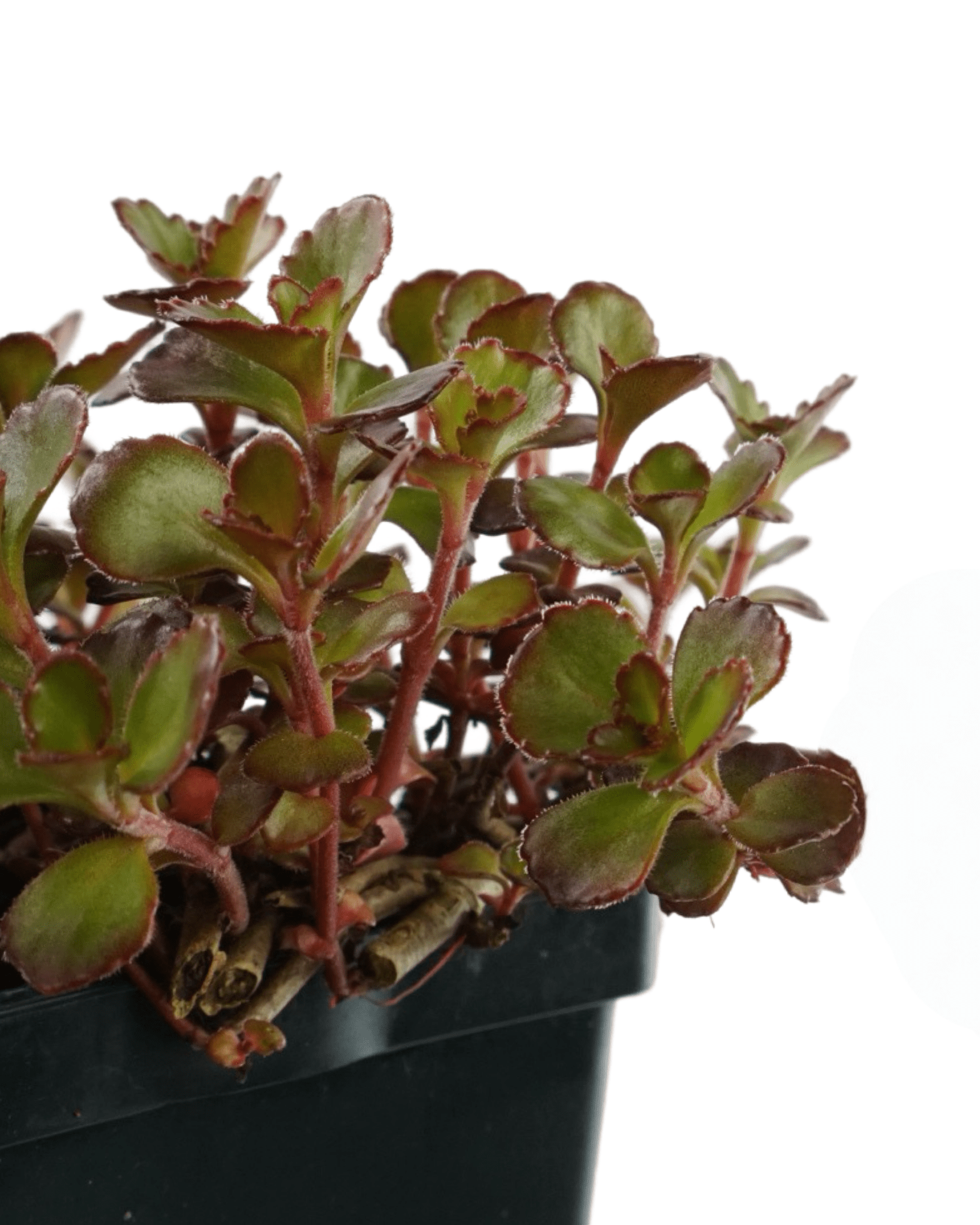 blood succulent Sedum spurium 'Dragon's Blood' – The Garden Corner