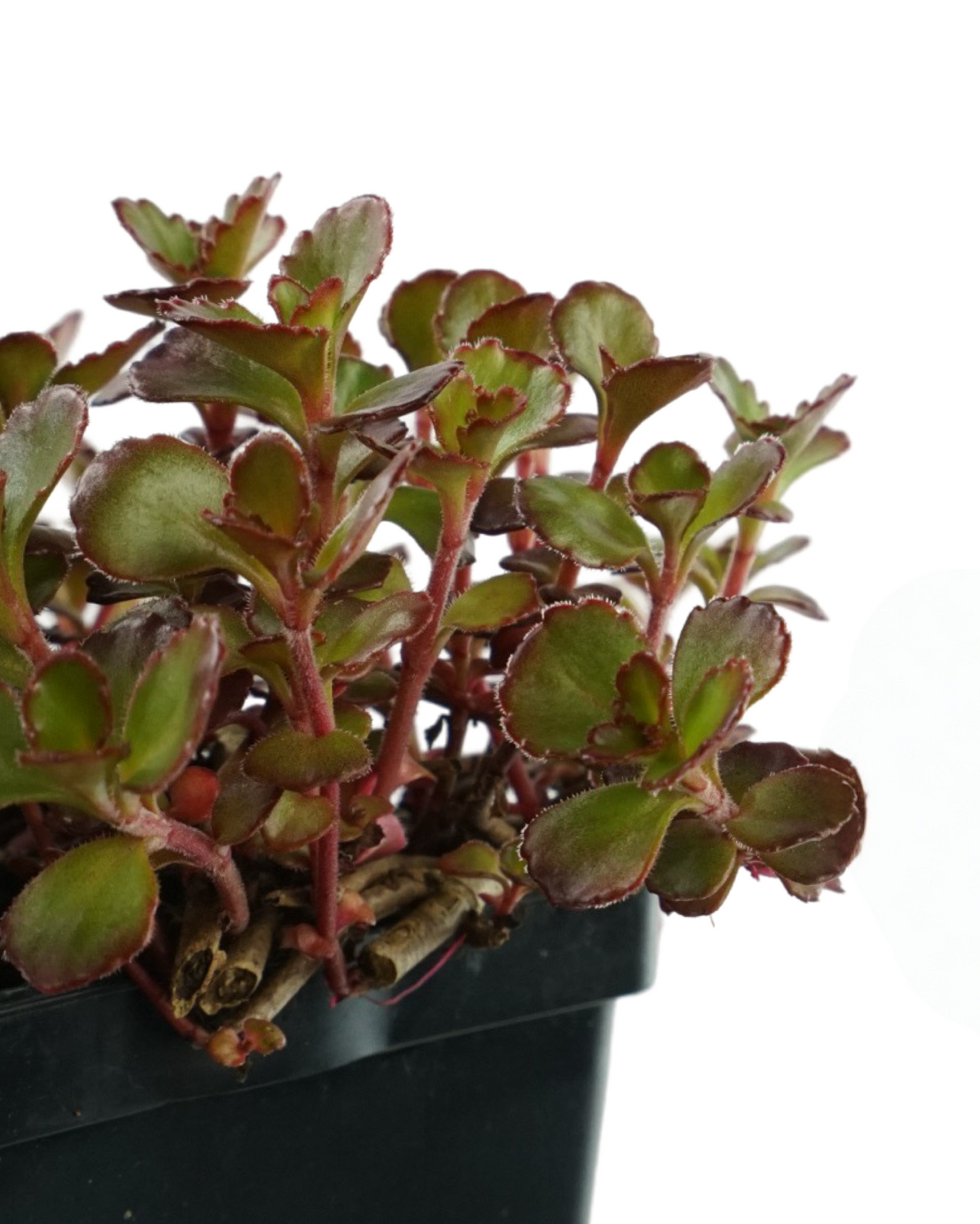 Sedum spurium 'Dragon's Blood'