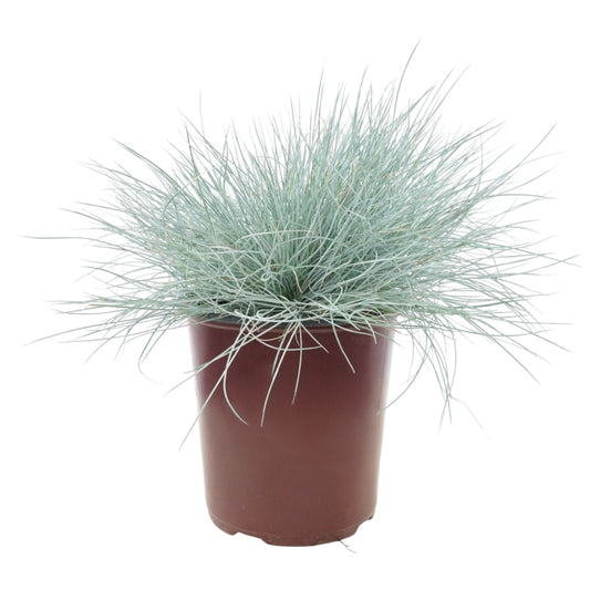 Festuca glauca 'Beyond Blue'