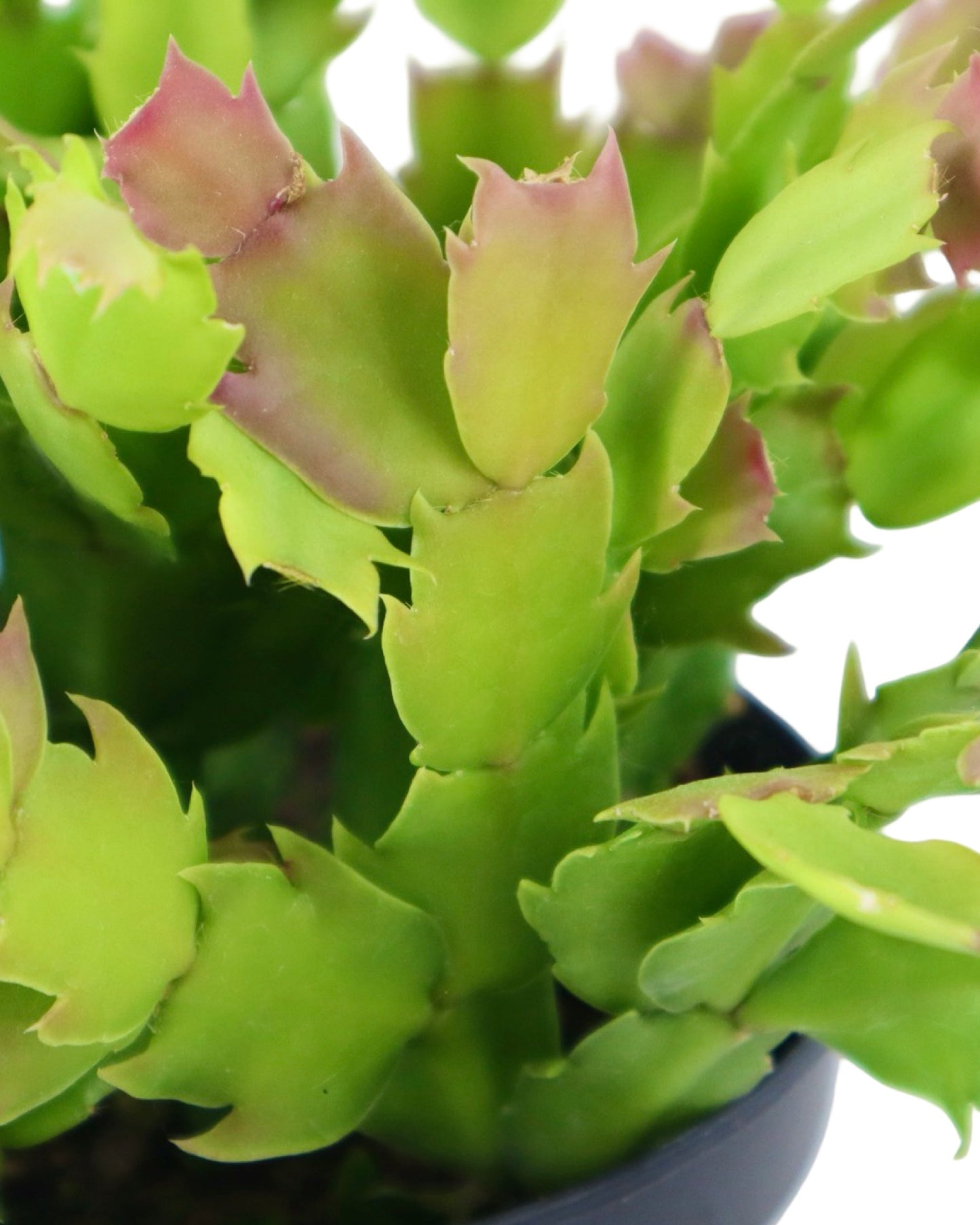 Schlumbergera 'White Flame' - House Plants