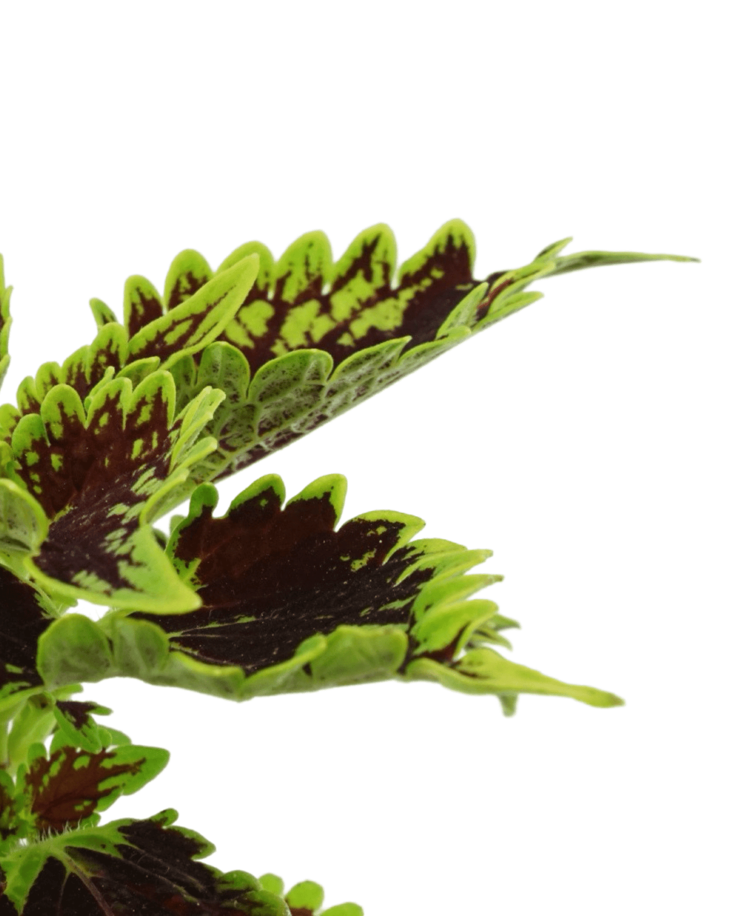 Coleus 'Bourbon Street'