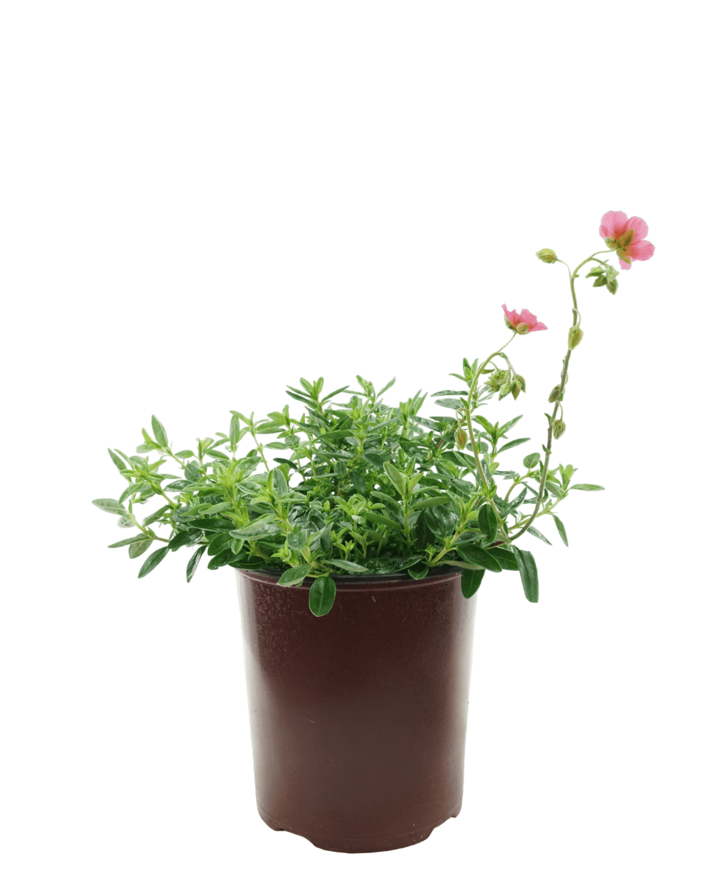 Helianthemum 'Ben Ledi' - The Garden Corner