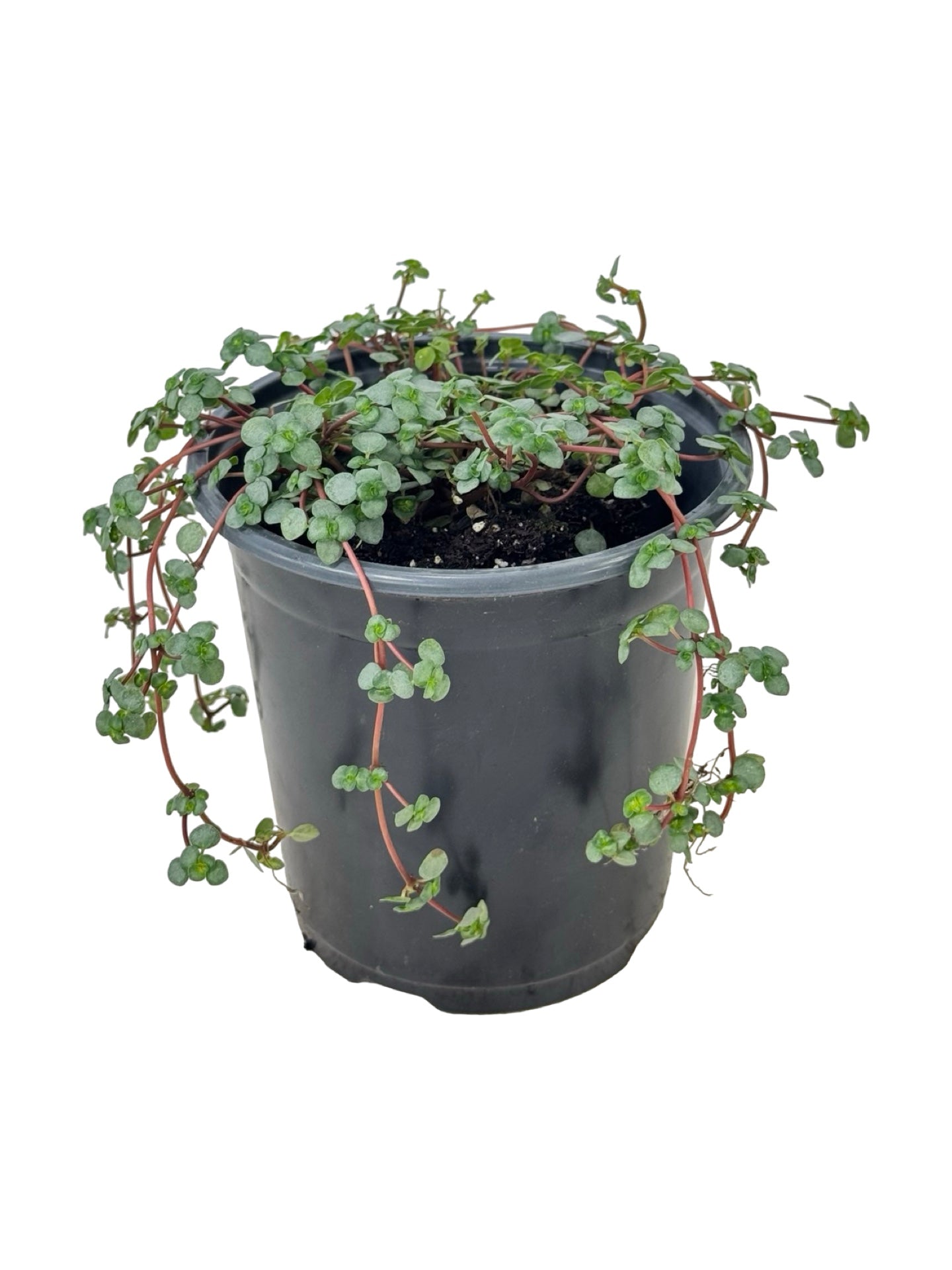 Pilea glauca 'Silver Sparkle' - House Plants