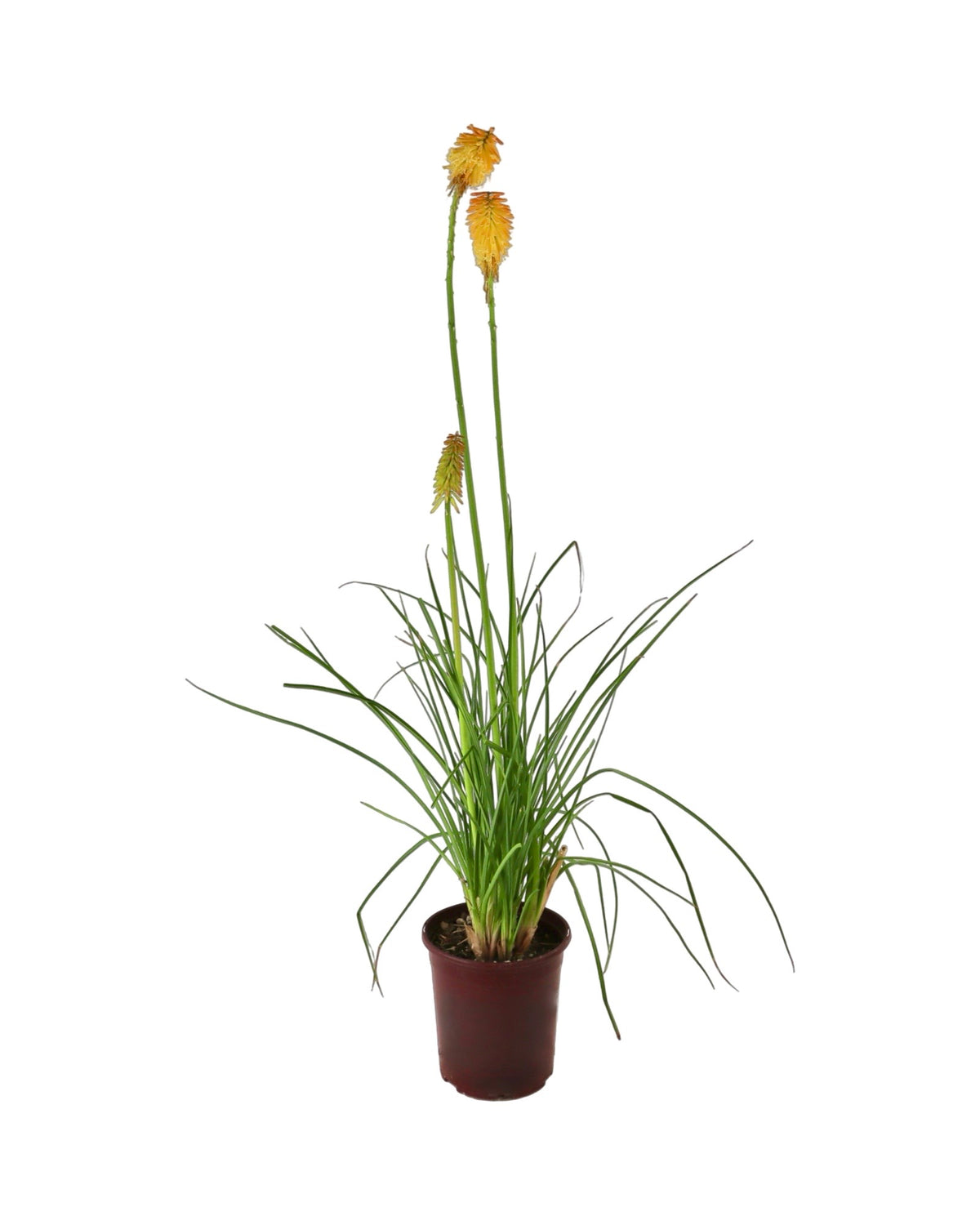Kniphofia 'Mango Popsicle' - Perennials