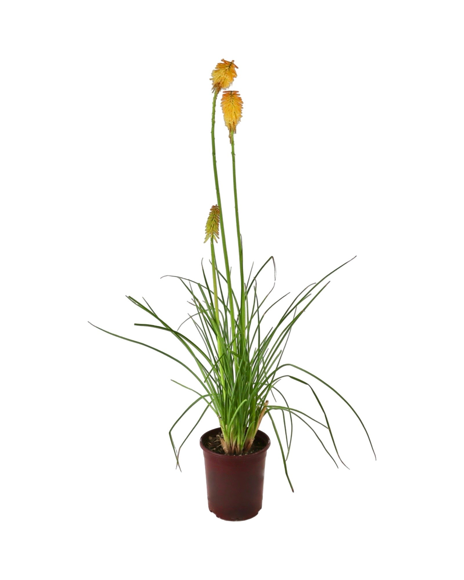 Kniphofia 'Mango Popsicle' - Perennials