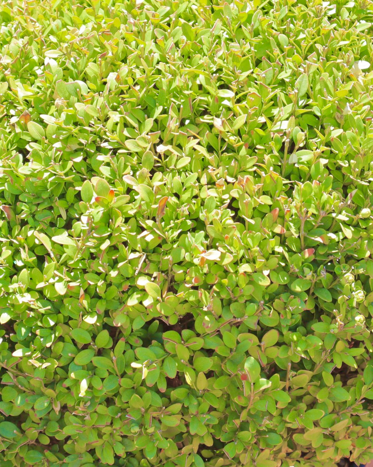 Buxus semperviren Single Globe Topiary - Shrubs