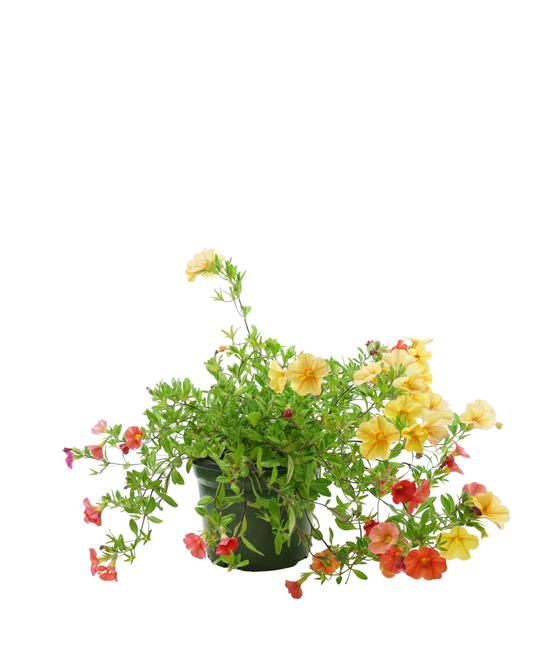 Calibrachoa 'Confetti Hawaiian Kona Kalani' - Annuals