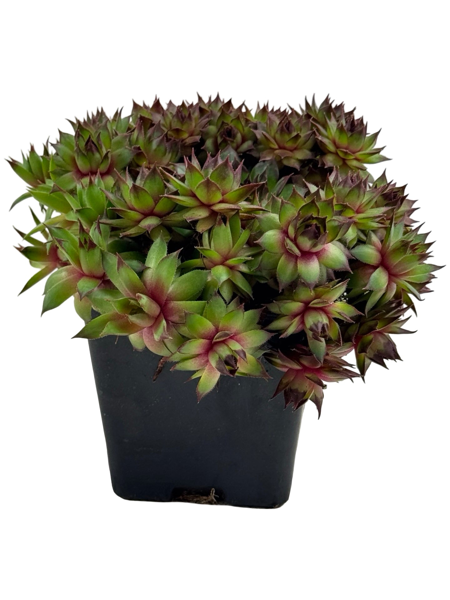 Sempervivum 'Carmen' - Groundcovers