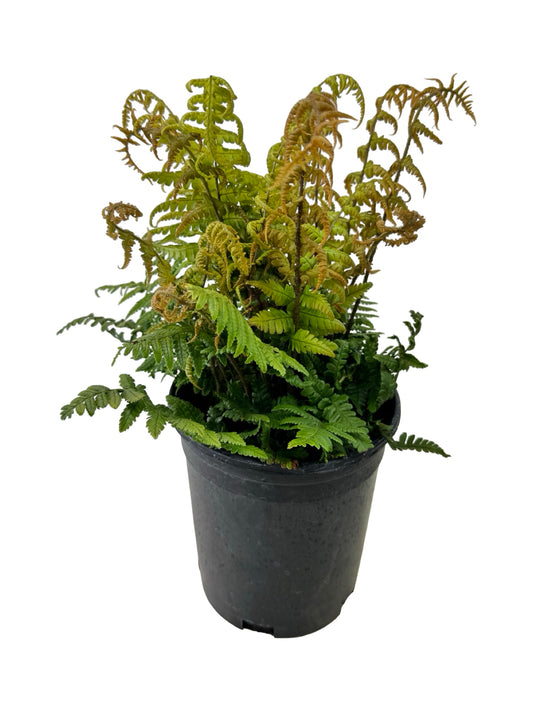 Dryopteris Jurassic Gold - Perennials