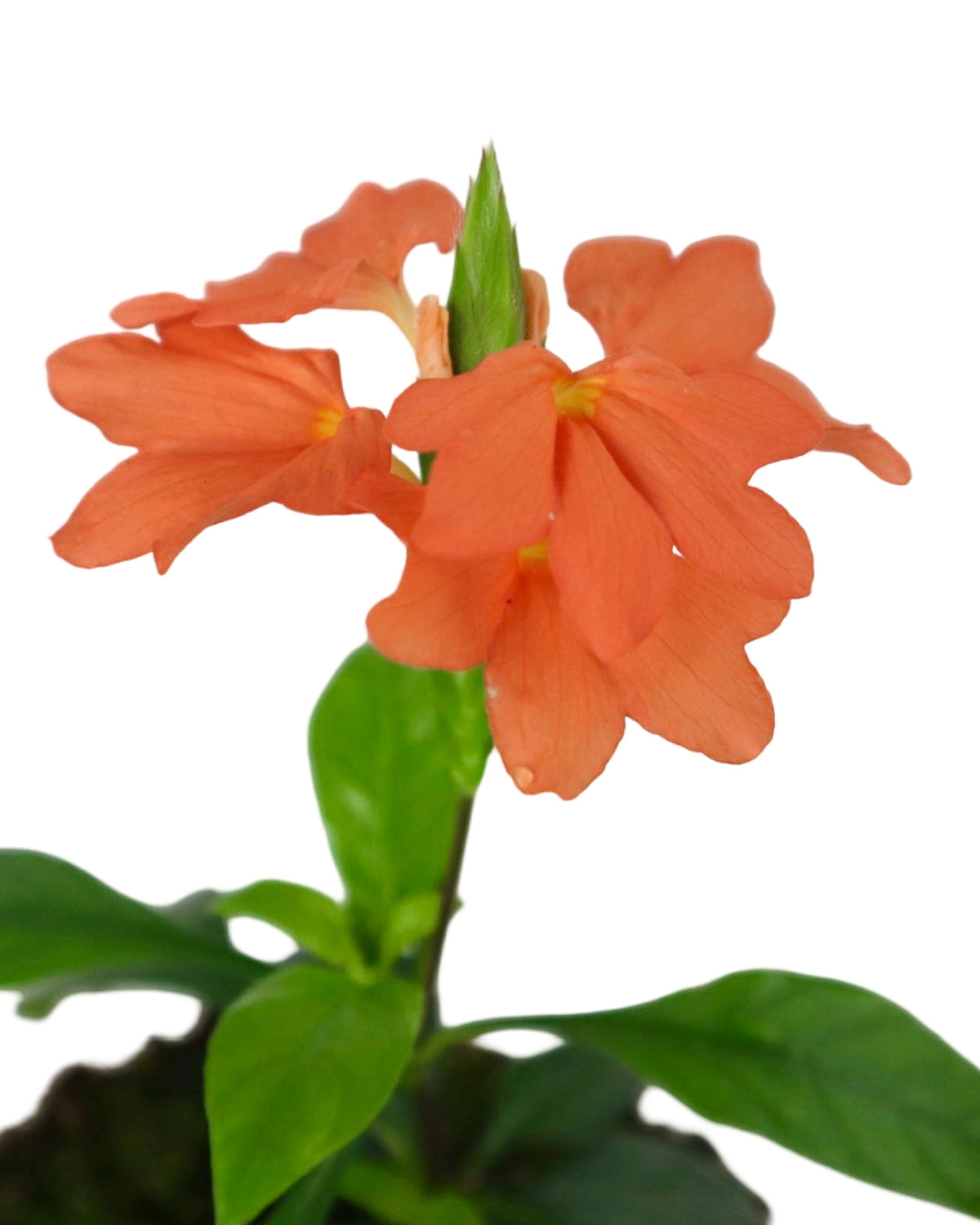 Crossandra infundibuliformis - House Plants