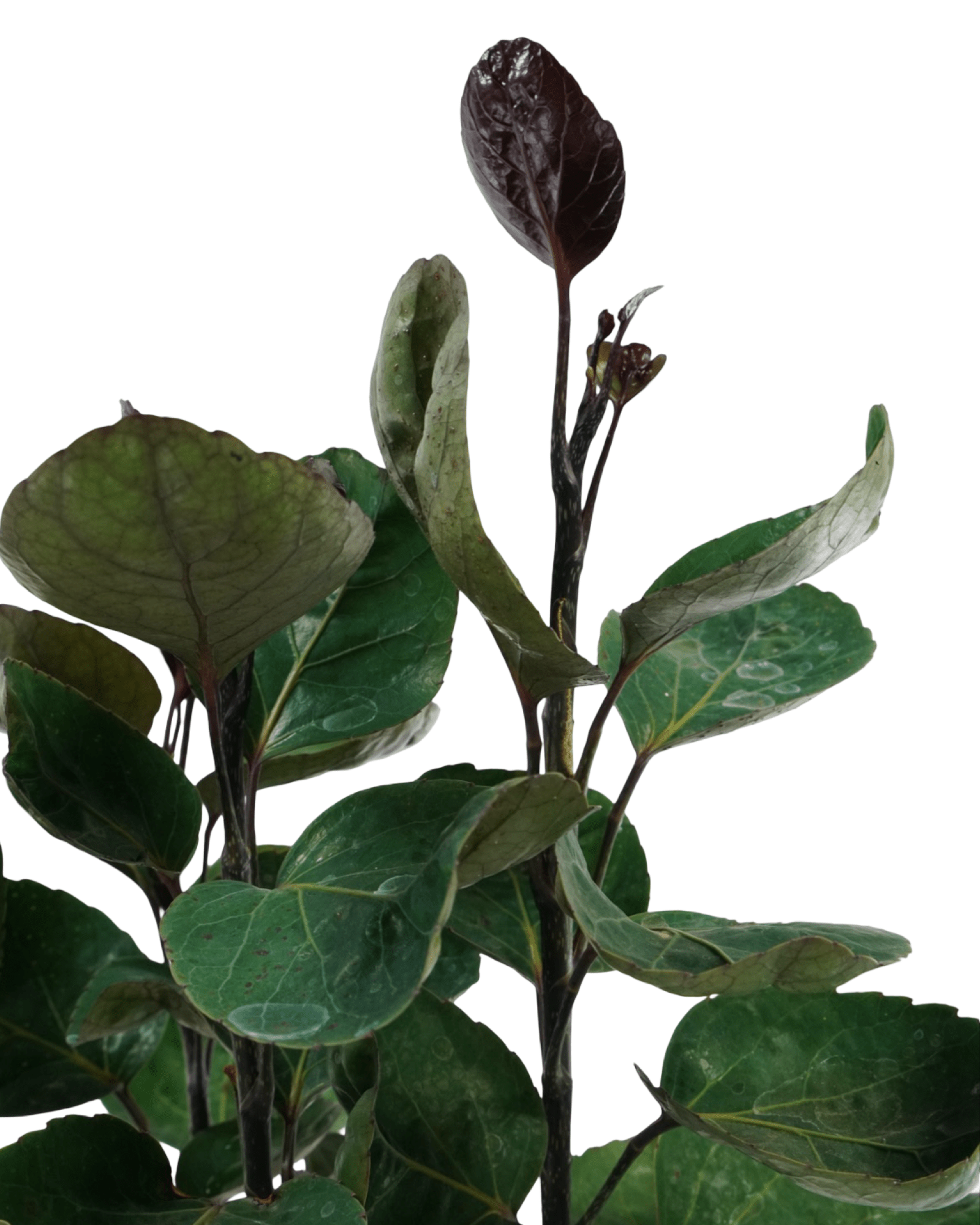 Polyscias scutellaria - The Garden Corner