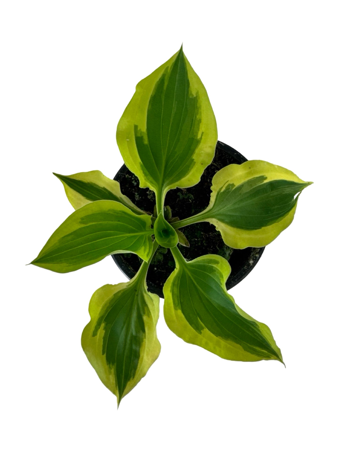 Hosta ‘Pilgrim’ -