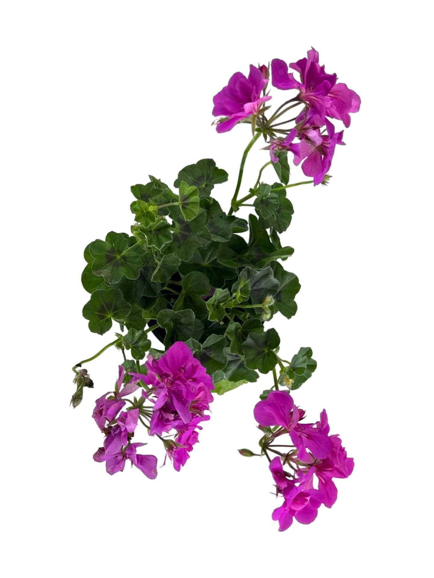 Geranium Ivy Focus™ 'Shocking Blue' - Annuals