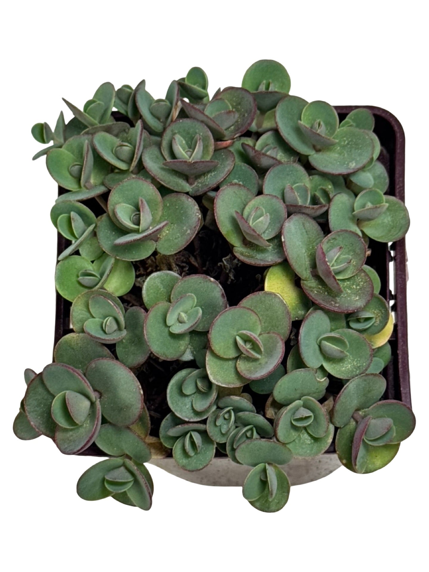 Sedum 'Lime Zinger' - Perennials