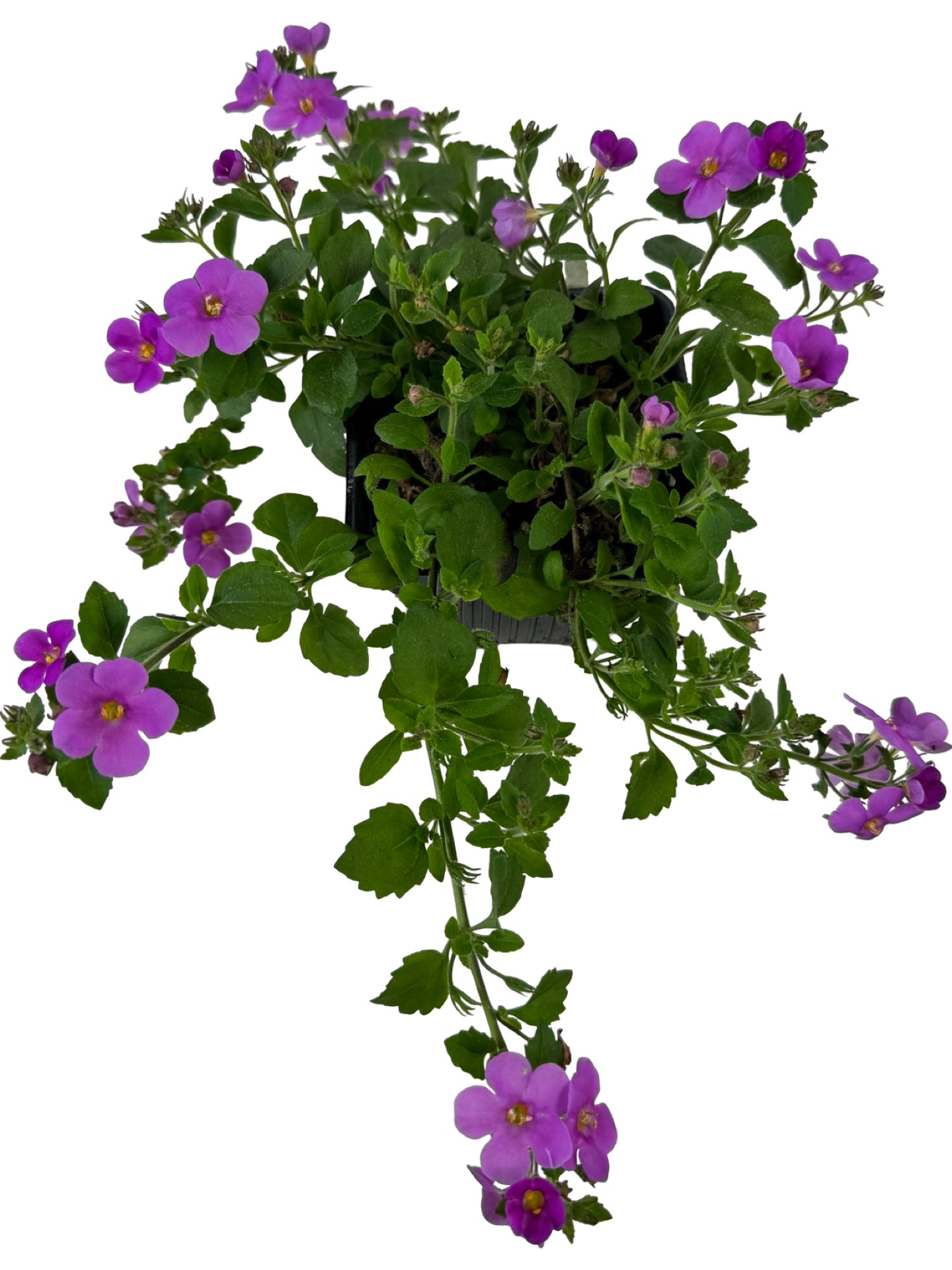 Bacopa Big Falls™ Dark Pink - Annuals