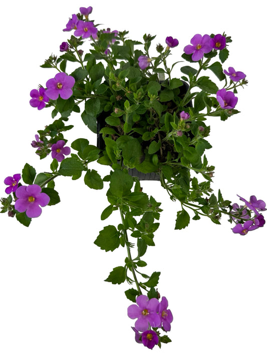 Bacopa Big Falls™ Dark Pink - Annuals