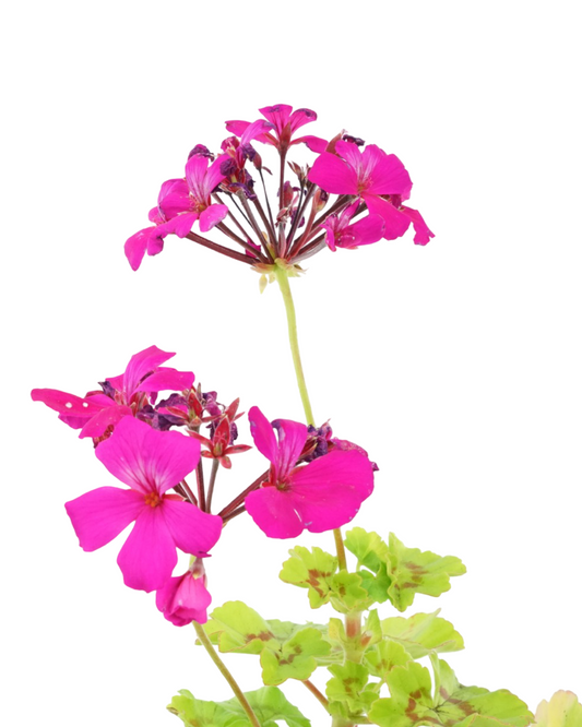 Geranium Zonal 'Caliente Lavender' - Annuals