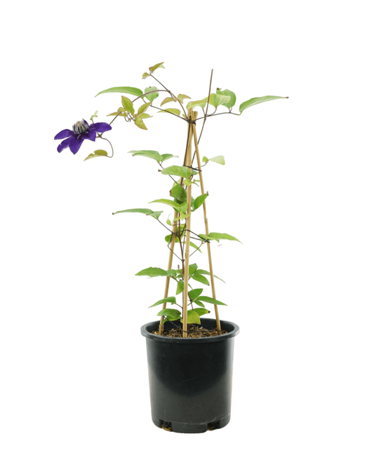 Clematis 'Multi - Blue' - The Garden Corner