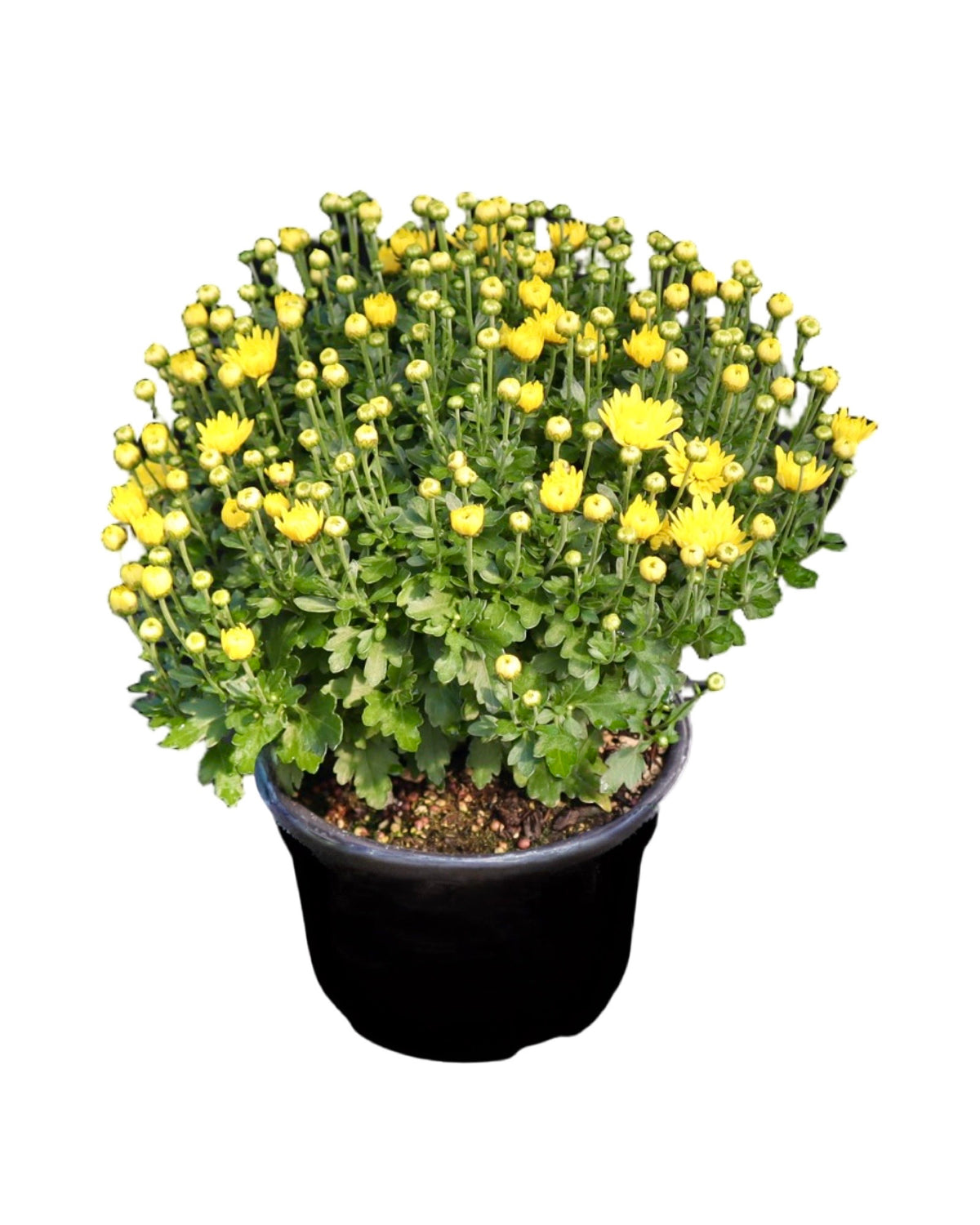 Garden Mum - Seasonal Plant